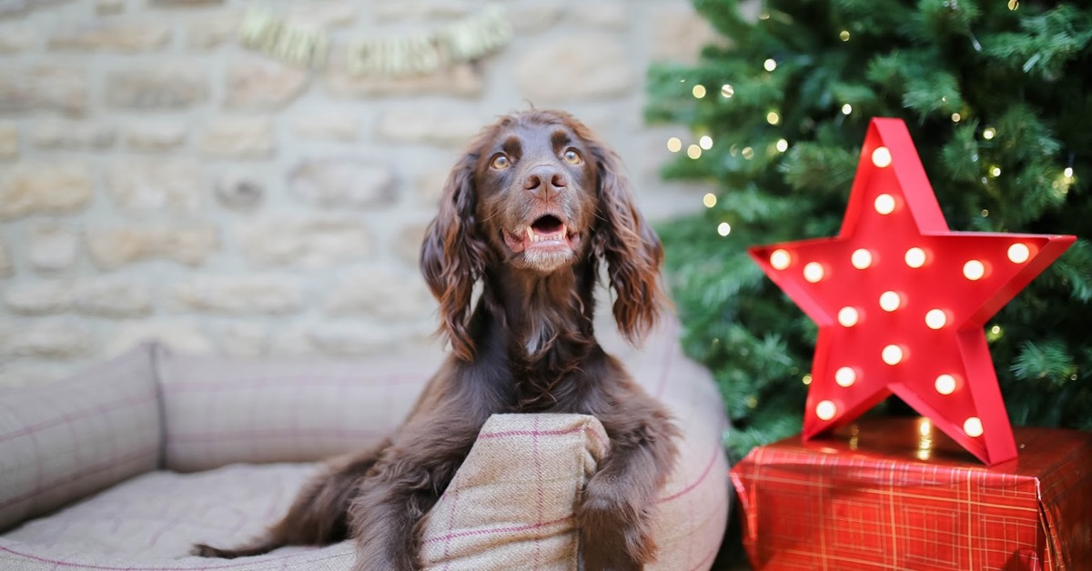 Vigilia di Natale con il cane: consigli per trascorrere questa giornata felici