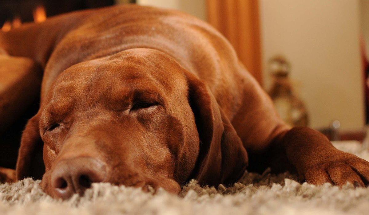 cane che dorme sul tappeto