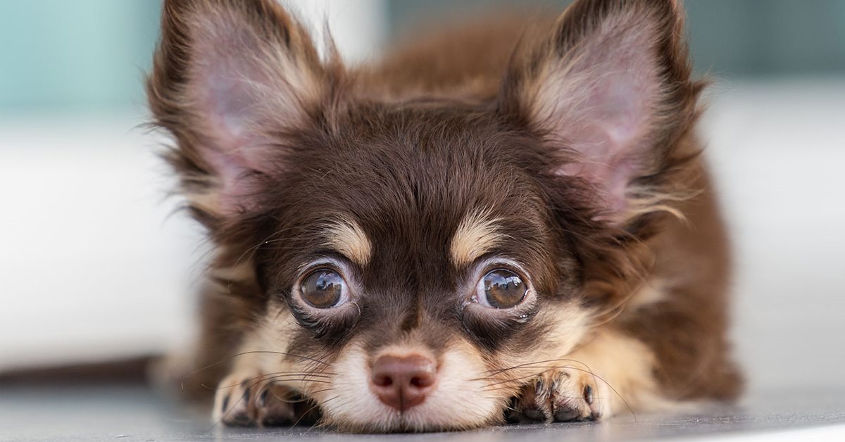 Zoletil per cani: cos’è e a cosa serve questo farmaco