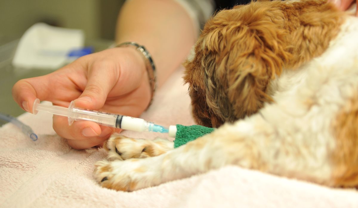 veterinario somministra un farmaco al cane