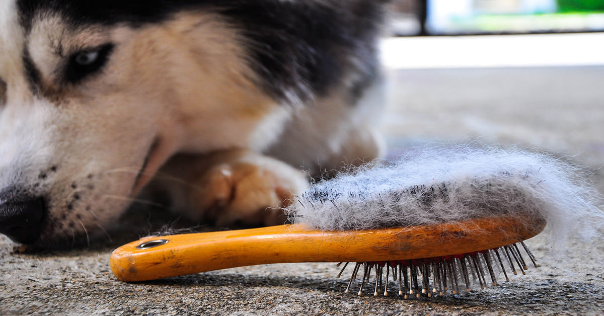 Svelati i modi in cui puoi limitare la perdita del pelo del cane: i trucchi naturali