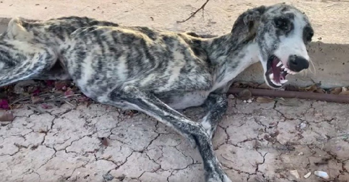La storia a lieto fine di Matilda, una cucciola di Galgo trovata per strada scheletrica (VIDEO)