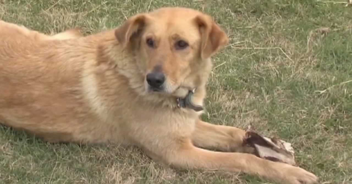 Cooper: il cucciolo incrocio Golden Retriever che ha protetto dal freddo un bimbo che si era perso, salvandogli la vita (VIDEO)