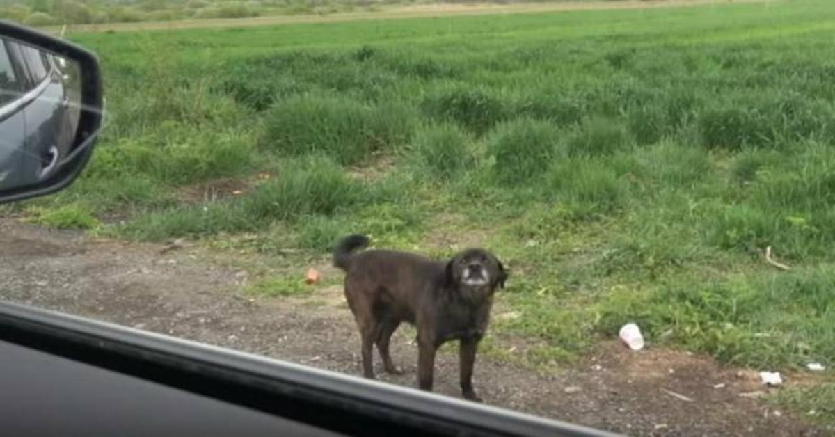 Mowgli cane abbandonato salvato in Romania