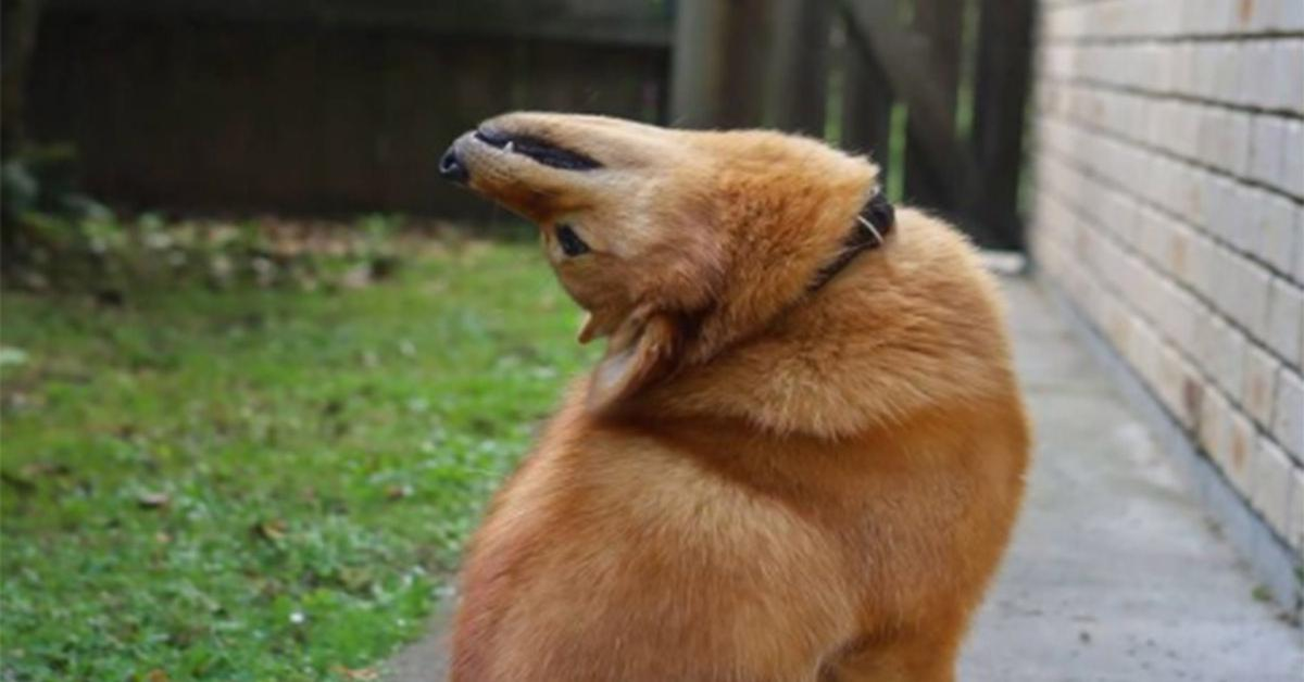 Kiko: il cucciolo di Spitz Finlandese che terrorizza il web al girare la testa come la protagonista del film “L’Esorcista” (VIDEO)