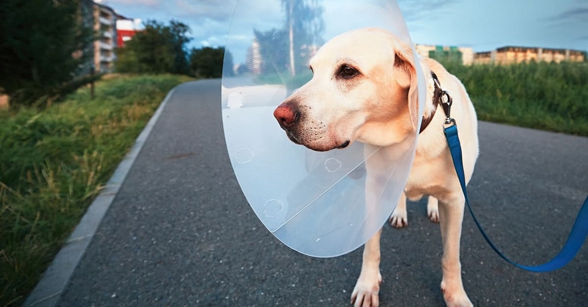 cane convalescente per strada