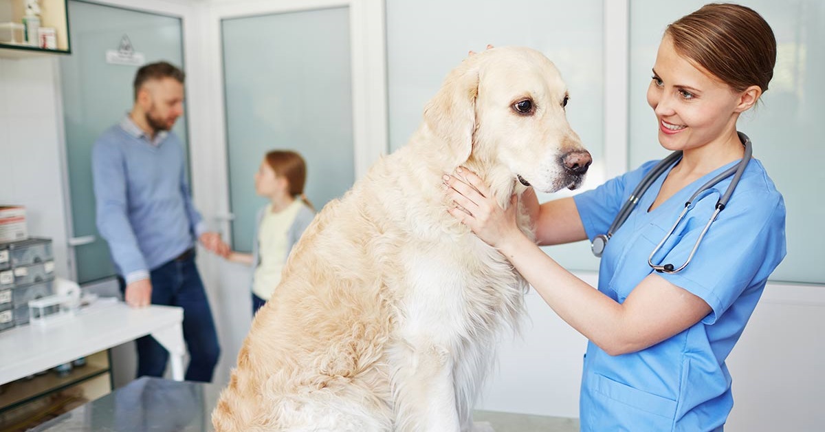 cane dal veterinario per un controllo