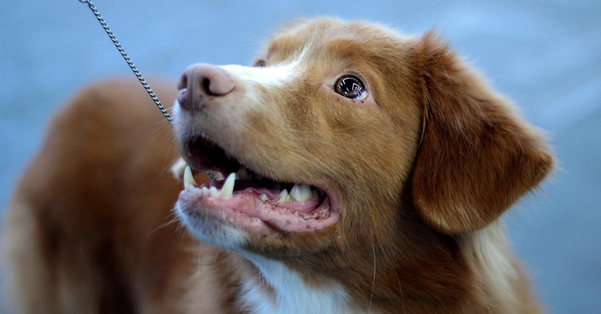 Attenzione a fare giocare il cane con questo oggetto: è più pericoloso di quanto credi