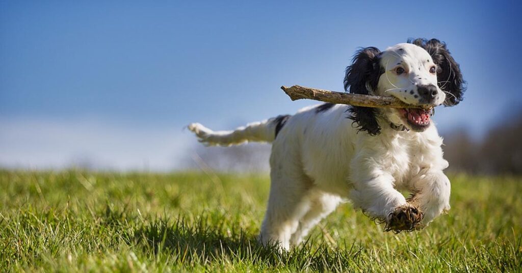 Cane che gioca con un bastone