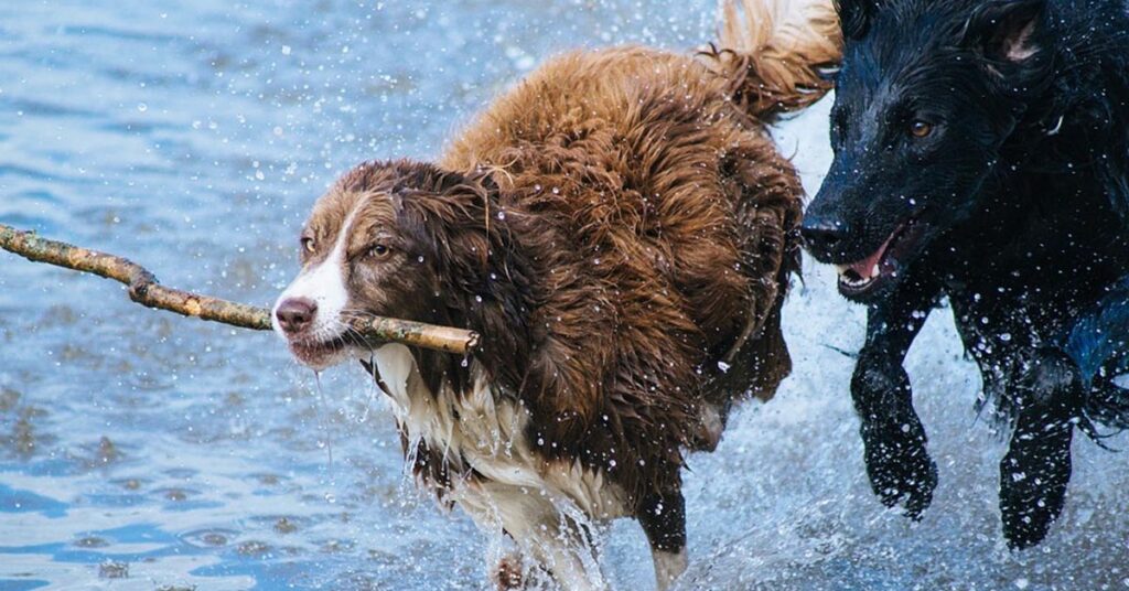 Cani che corrono in spiaggia