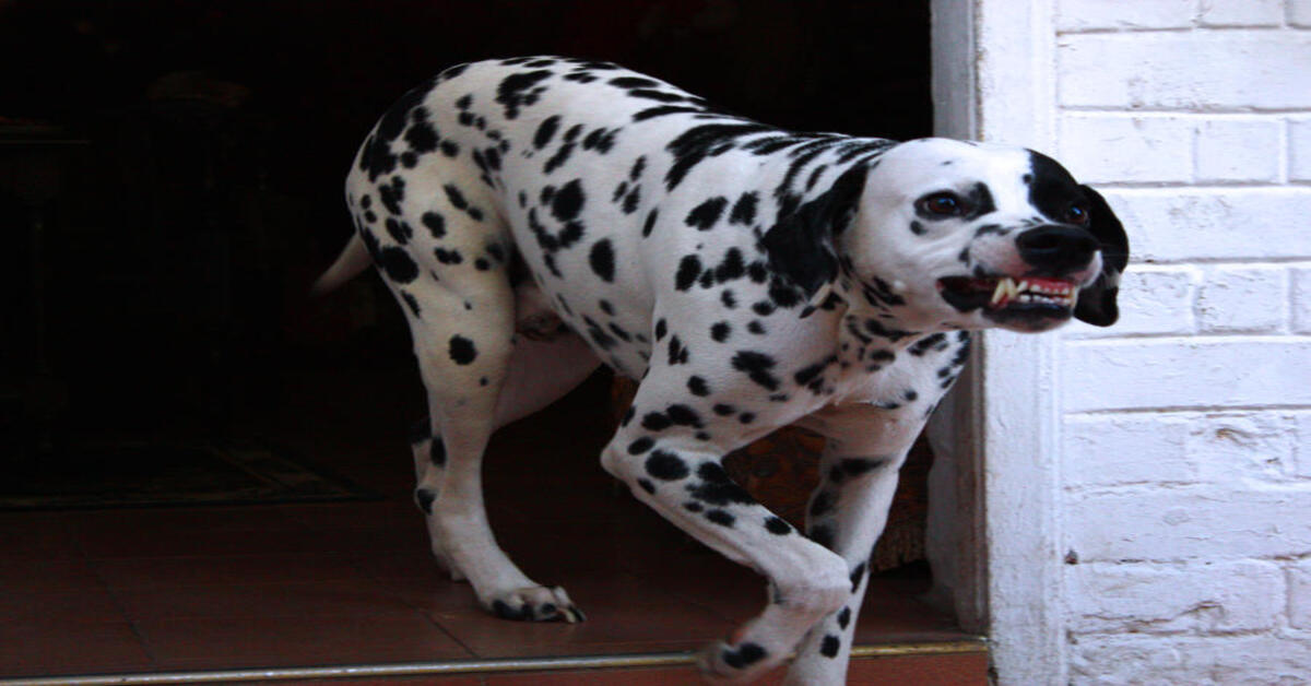 Attenzione a questi comportamenti non puoi saperlo, ma fanno diventare aggressivo il cane