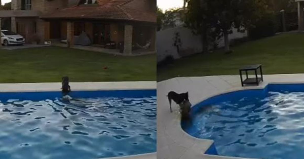 Emozionante salvataggio: una cucciola di cane evita che la sua amica, una anziana Pitbull cieca e sorda, muoia affogata in piscina (VIDEO)