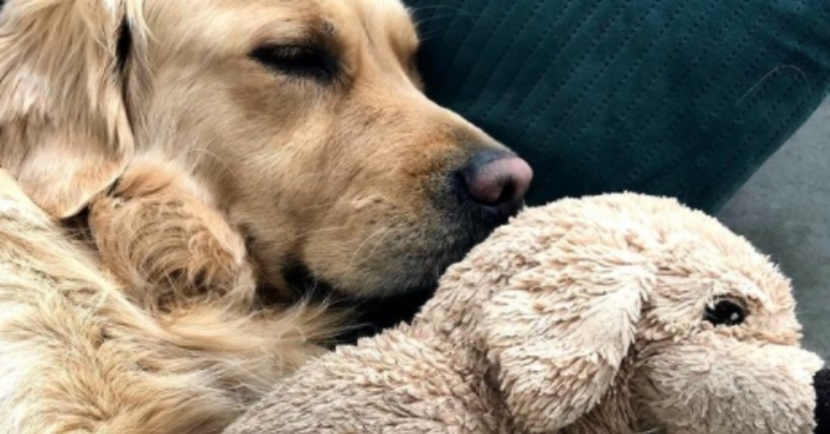 Barley Golden Retriever video