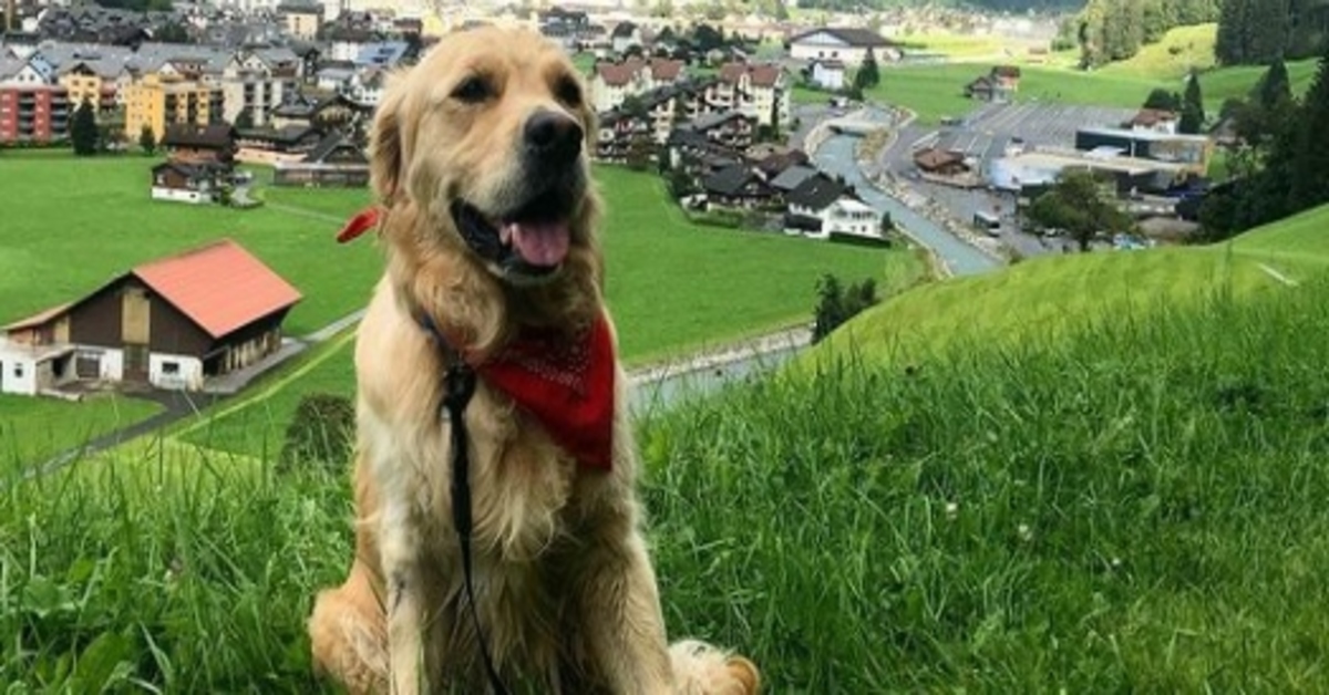 Barley Golden Retriever video