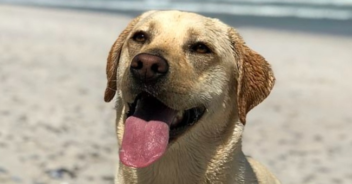 Bella, la Labrador che non aveva mai visto la pioggia (VIDEO)