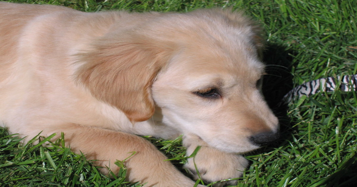 Bentley cucciolo Golden Retriever video