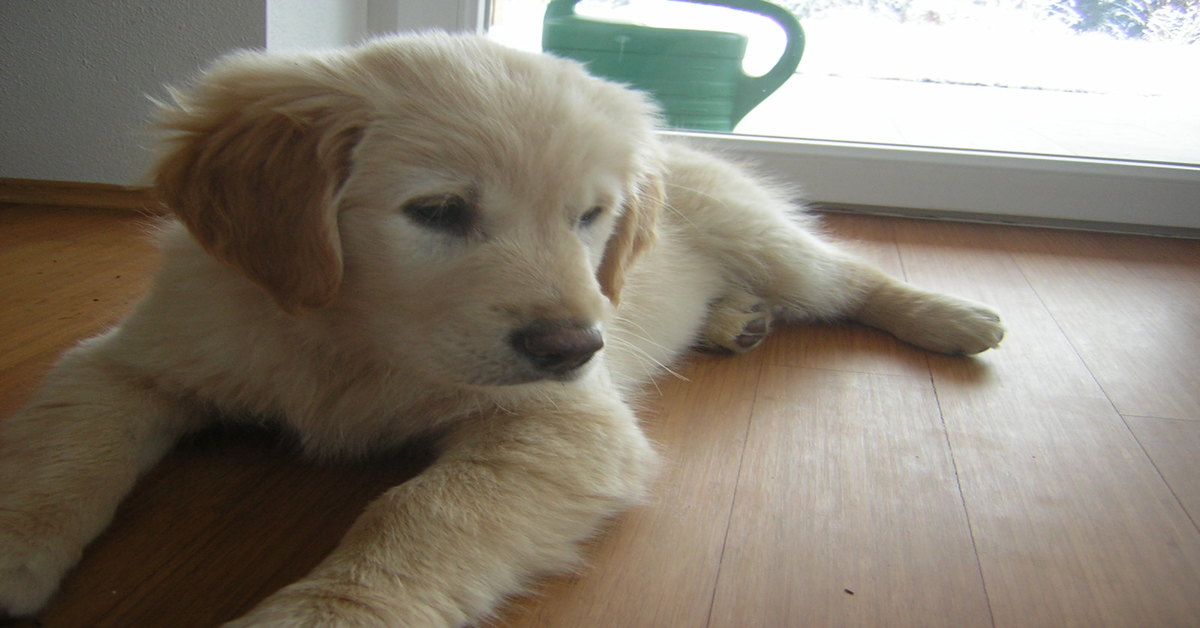 Bentley, il cucciolo di Golden Retriever che fa la “lotta” con un rullo levapelucchi (VIDEO)