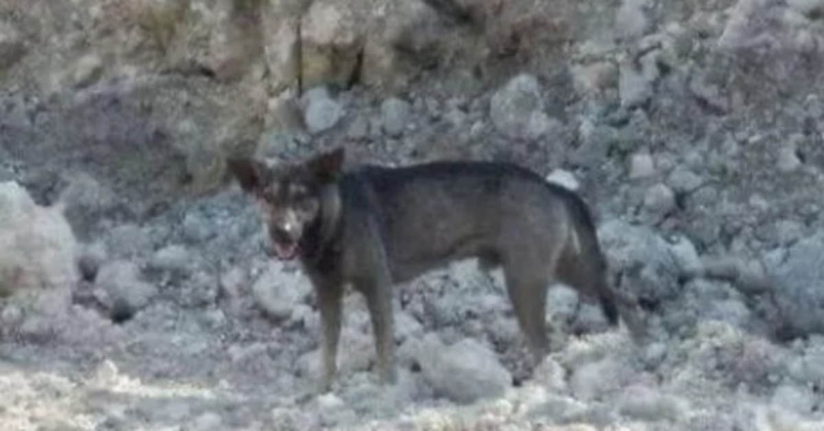 Blacky, il cagnolino eroe che ha salvato un neonato abbandonato (VIDEO)