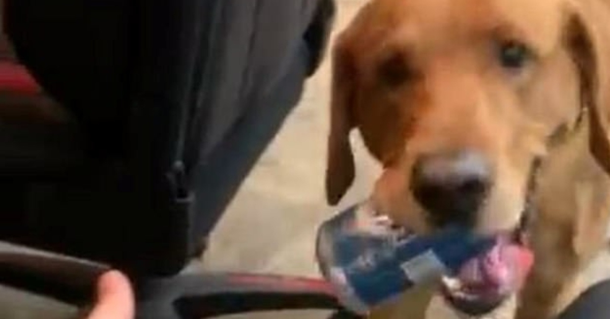 Boone Labrador birra video