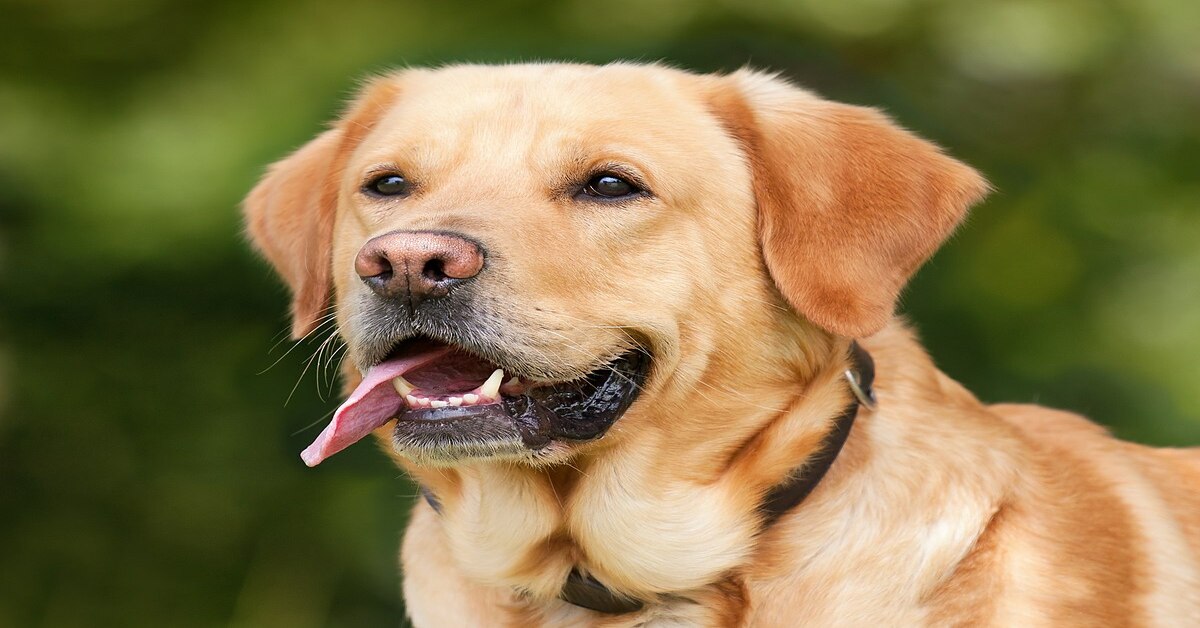 Boone, il Labrador che ha imparato a prendere la birra dal frigorifero (VIDEO)