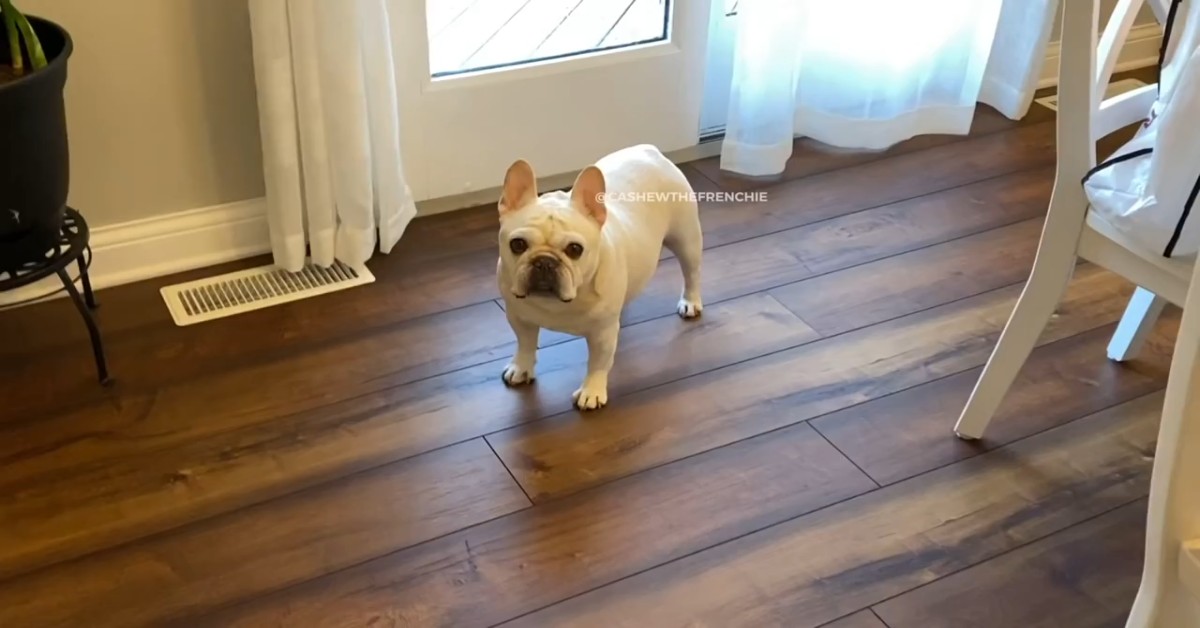 Un cucciolo di Bulldog francese vuole la cena e lo comunica alla padrona (VIDEO)