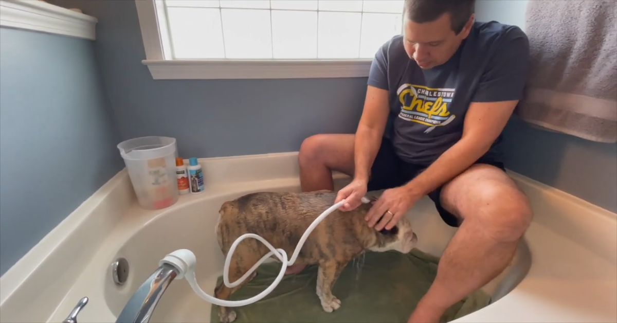 Il Bulldog inglese Reuben fa il bagno nella vasca da bagno (VIDEO)