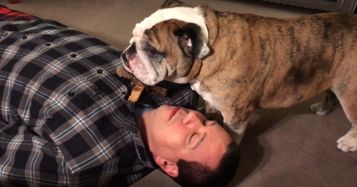 Bulldog inglese torna alla normalità dopo le vacanze di Natale (VIDEO)