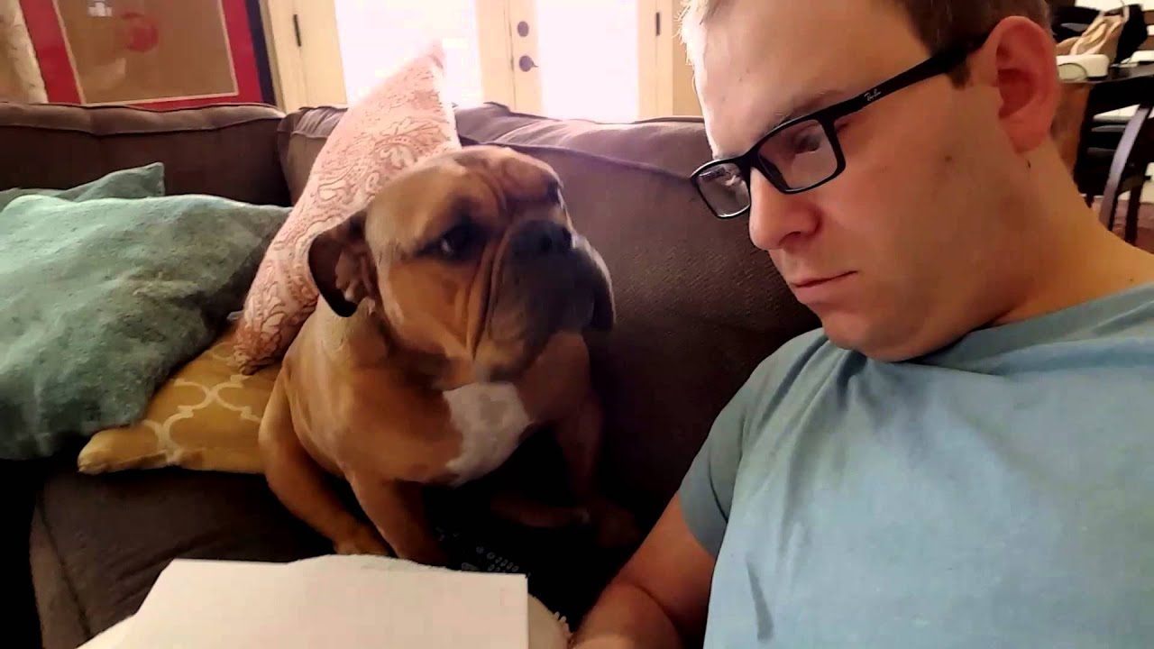 Un Bulldog inglese vuole attenzioni da parte del suo padrone che vuole leggere (VIDEO)