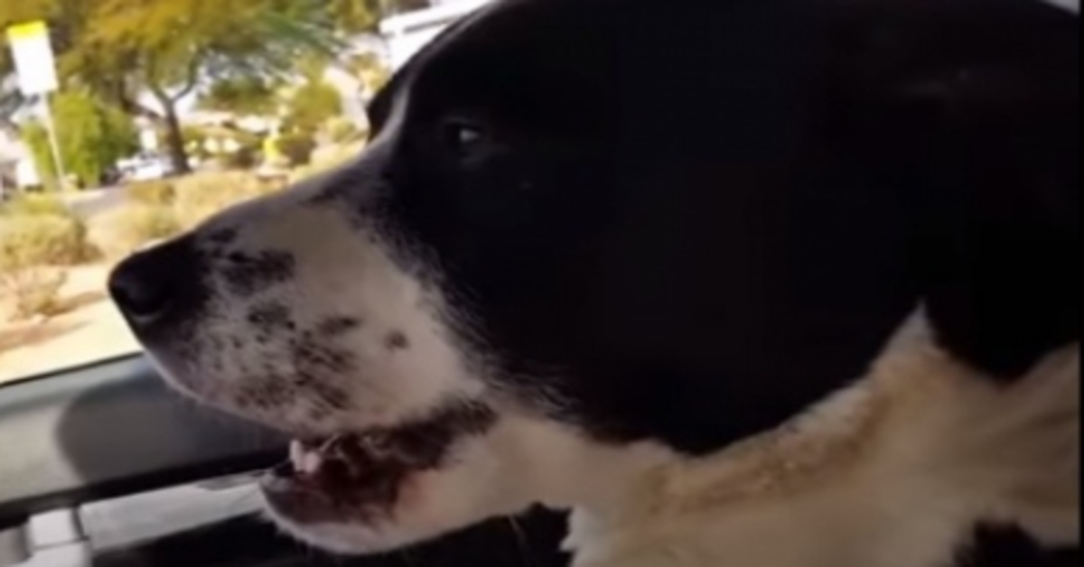 Butterscotch cagnolino video