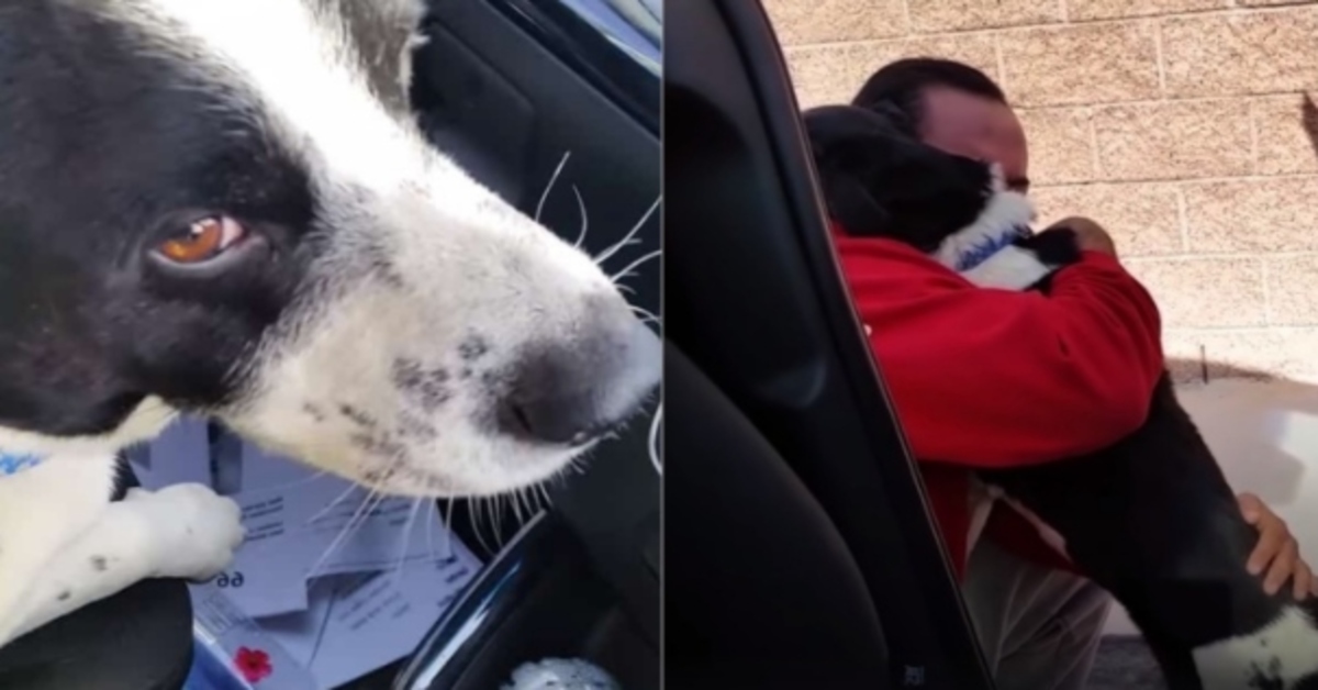 Butterscotch, il cagnolino che ha ritrovato la sua famiglia dopo 12 giorni di lontananza (VIDEO)