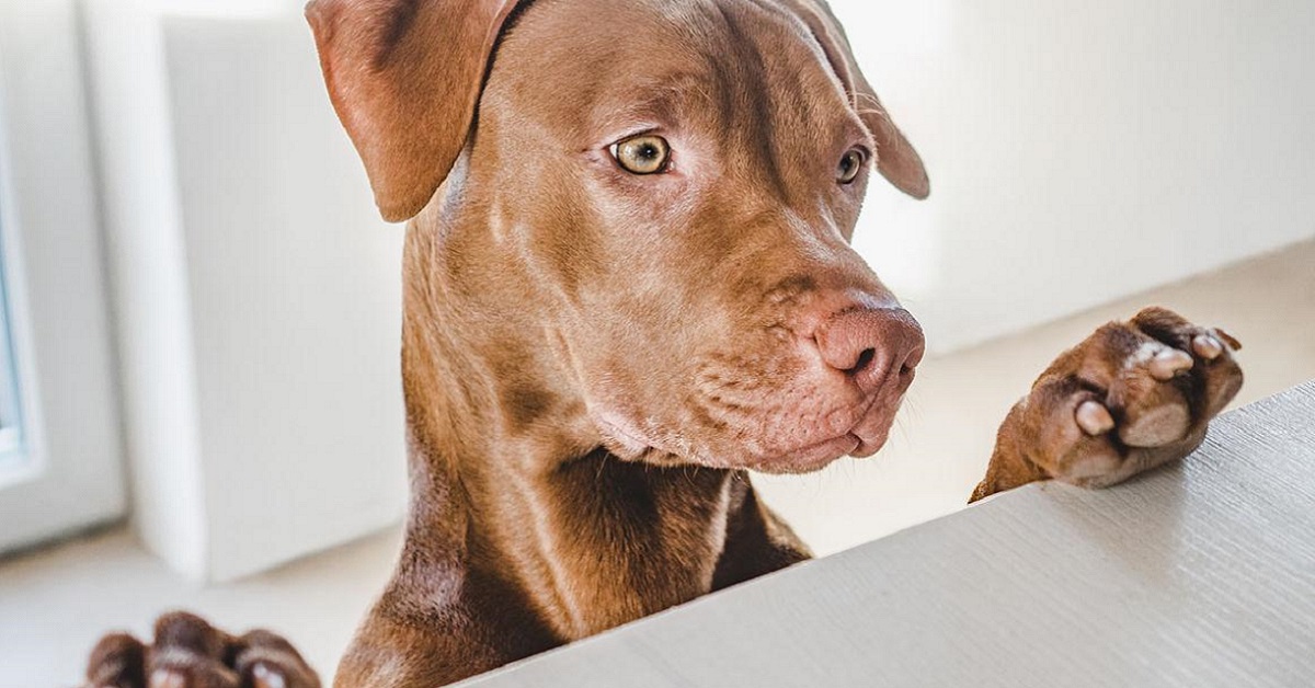 Cane ha mangiato biscotti glassati, gli effetti e quando preoccuparsi