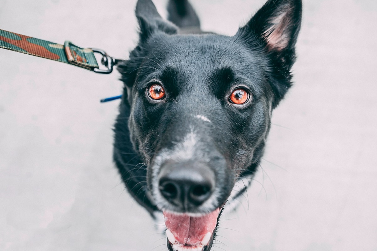 Come parlare al cane per farlo sentire tranquillo e al sicuro?