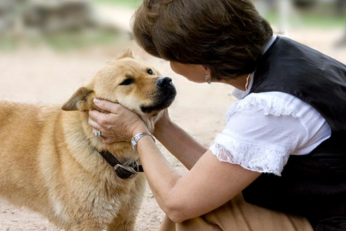 guardare negli occhi il cane