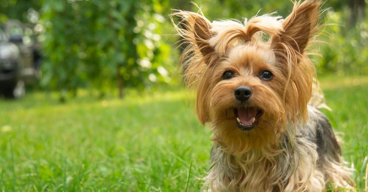 cuccioli di yorkshire