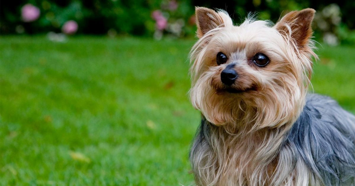 Cuccioli di Yorkshire Terrier, come sceglierli: tutti i consigli e le dritte più utili