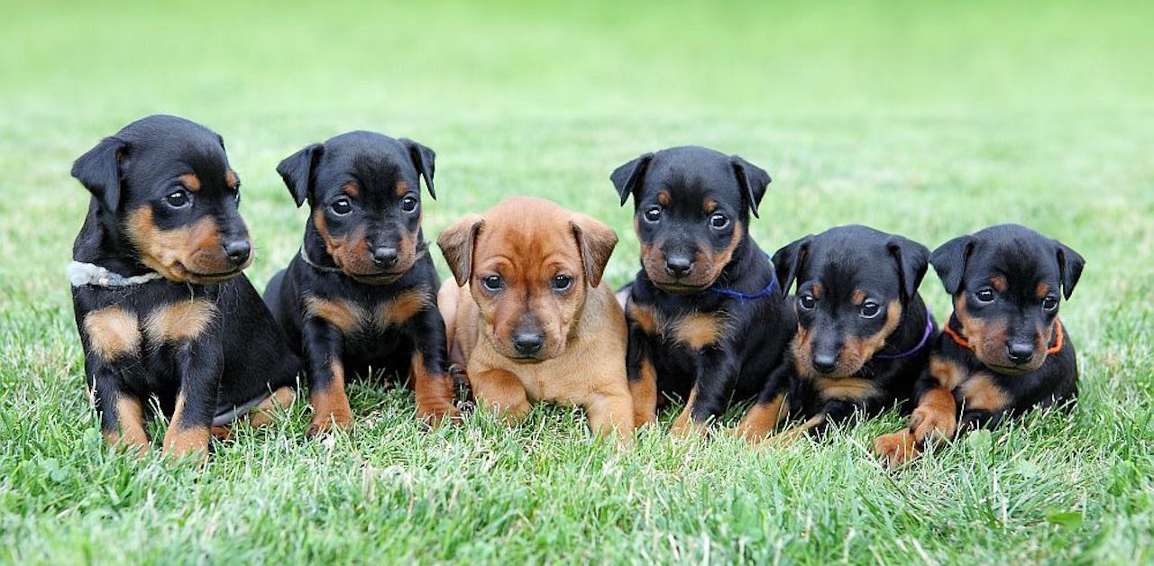 Cuccioli di Zwergpinscher, come addestrarli: primi passi e socializzazione