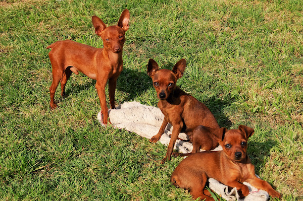 cuccioli di Zwergpinsher come addestrarli