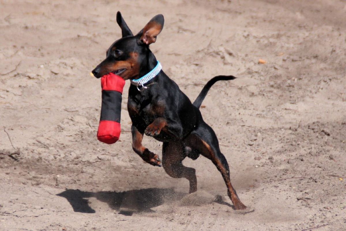 Cuccioli di Zwergpinscher, come educarli