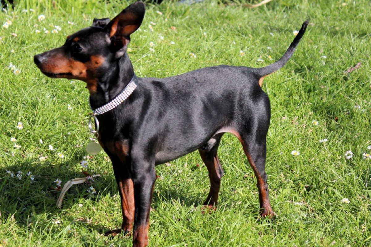 Cuccioli di Zwergpinscher, come educarli