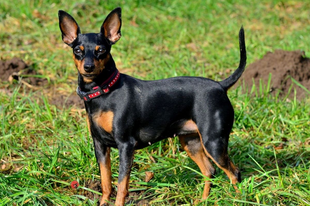 Cuccioli di Zwergpinscher, come educarli