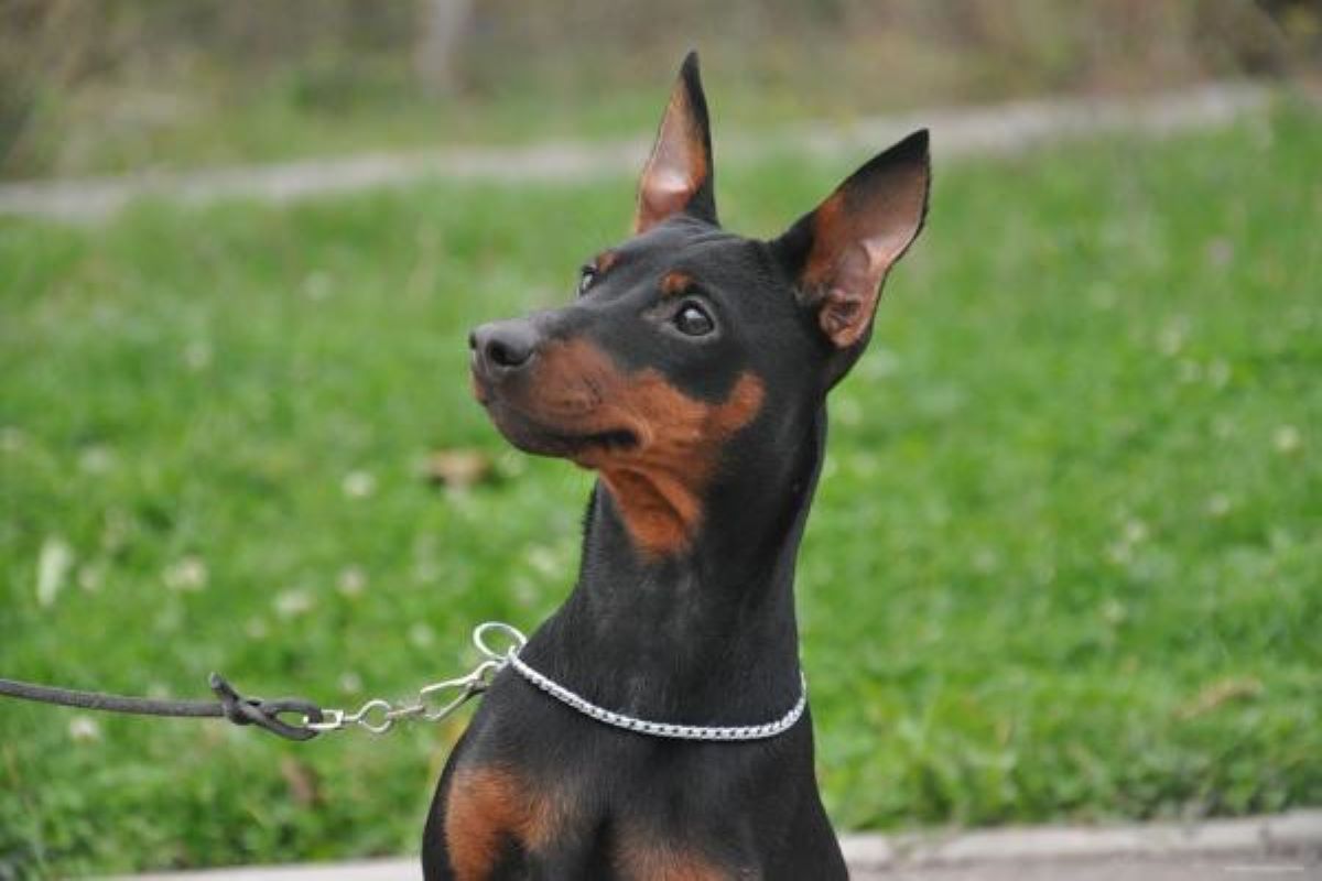 Cuccioli di Zwergpinscher, come educarli senza frenare la loro iperattività