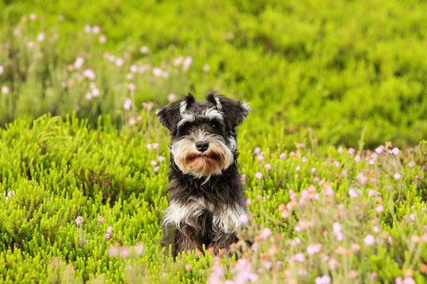 Cuccioli di Zwergschnauzer, che giochi scegliere