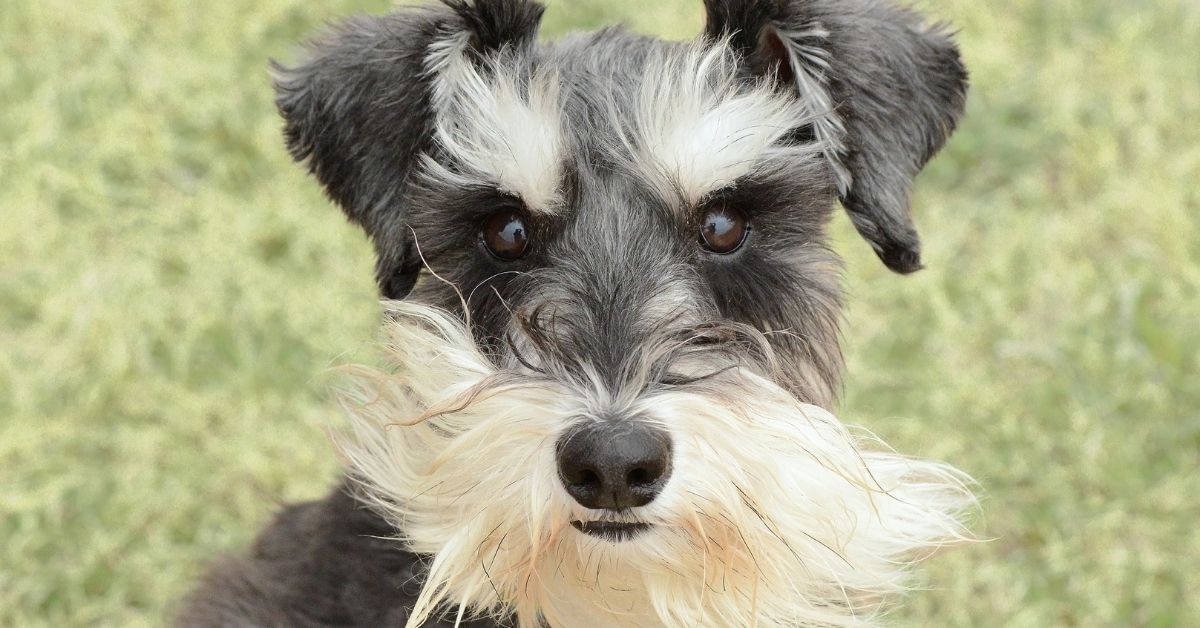 Cuccioli di Zwergschnauzer, che giochi scegliere per farli crescere sani e felici?