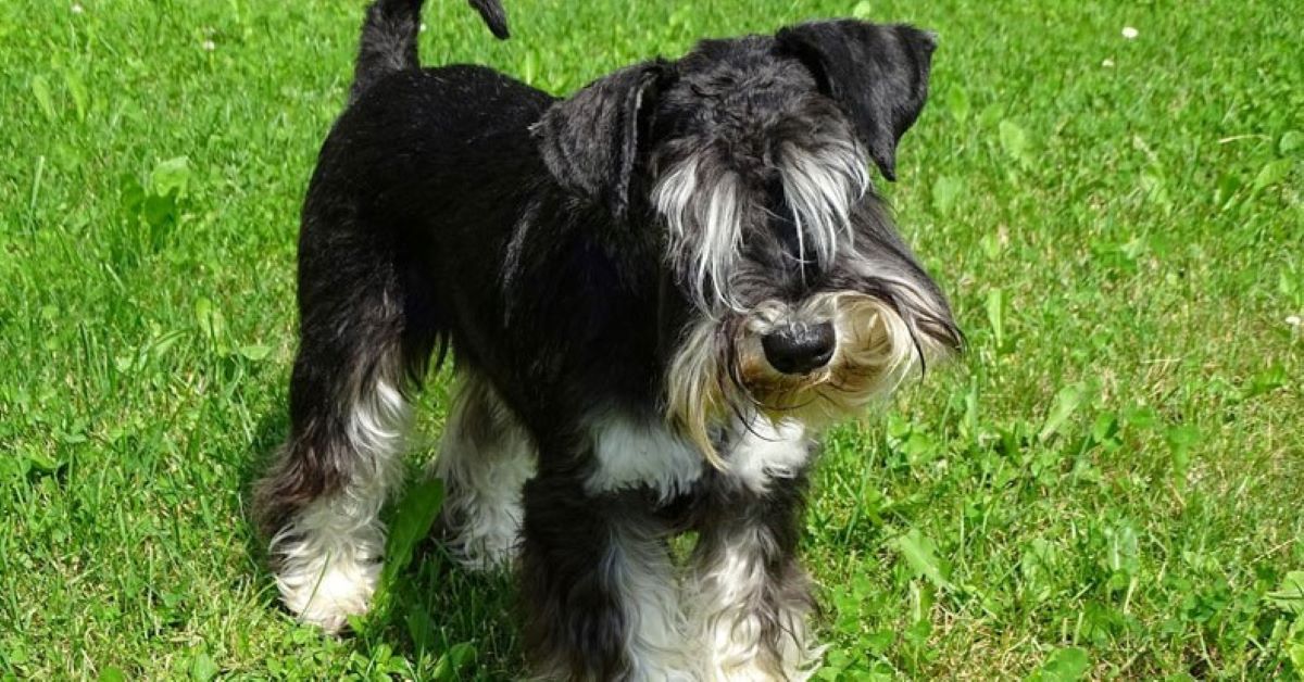 cuccioli di Zwergschnauzer e bambini