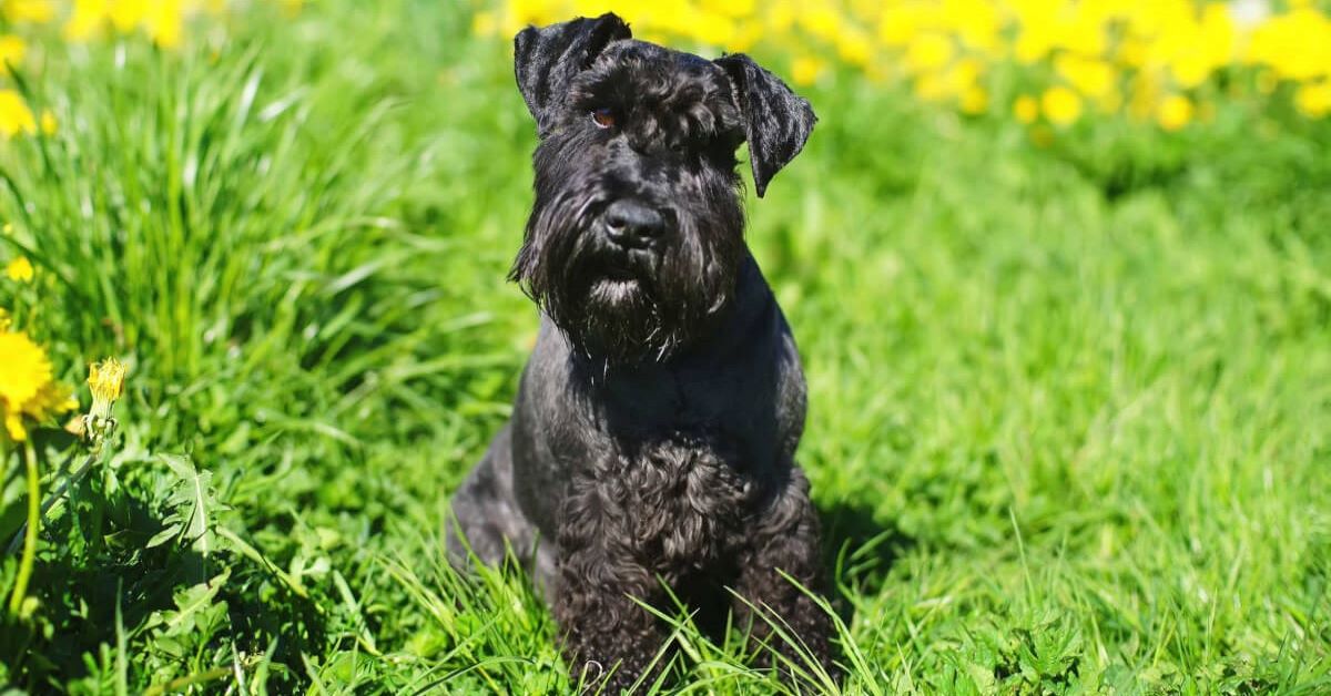 cuccioli di Zwergschnauzer come pulirli 