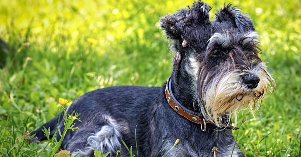 Cuccioli di Zwergschnauzer e bambini