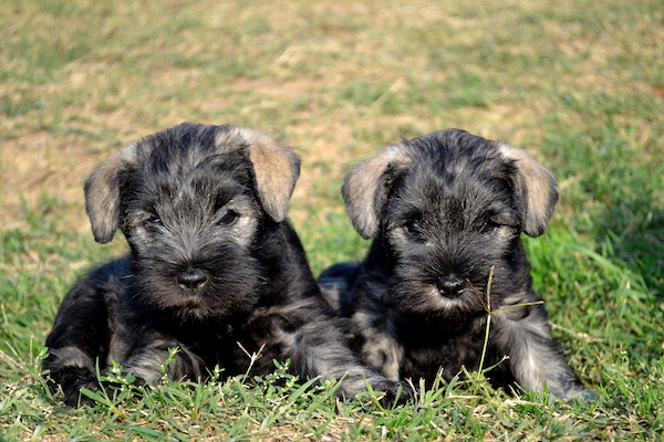 Cuccioli di Zwergschnauzer sono fragili