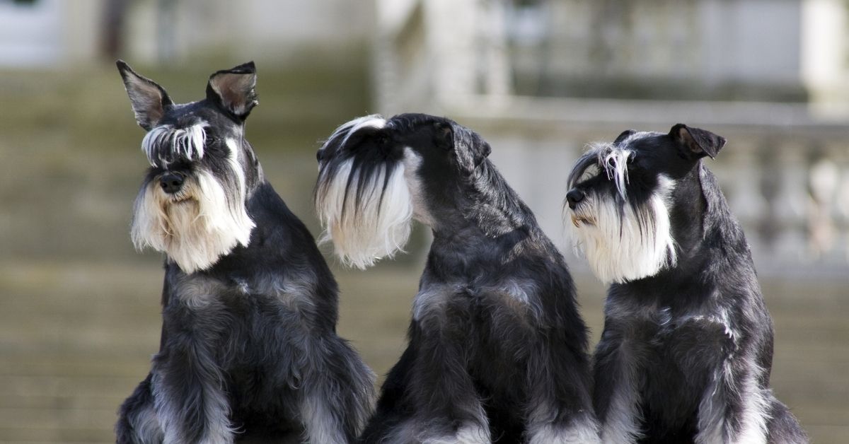 Cuccioli di Zwergschnauzer, sono fragili? Cosa sapere sul loro musino coperto di pelo