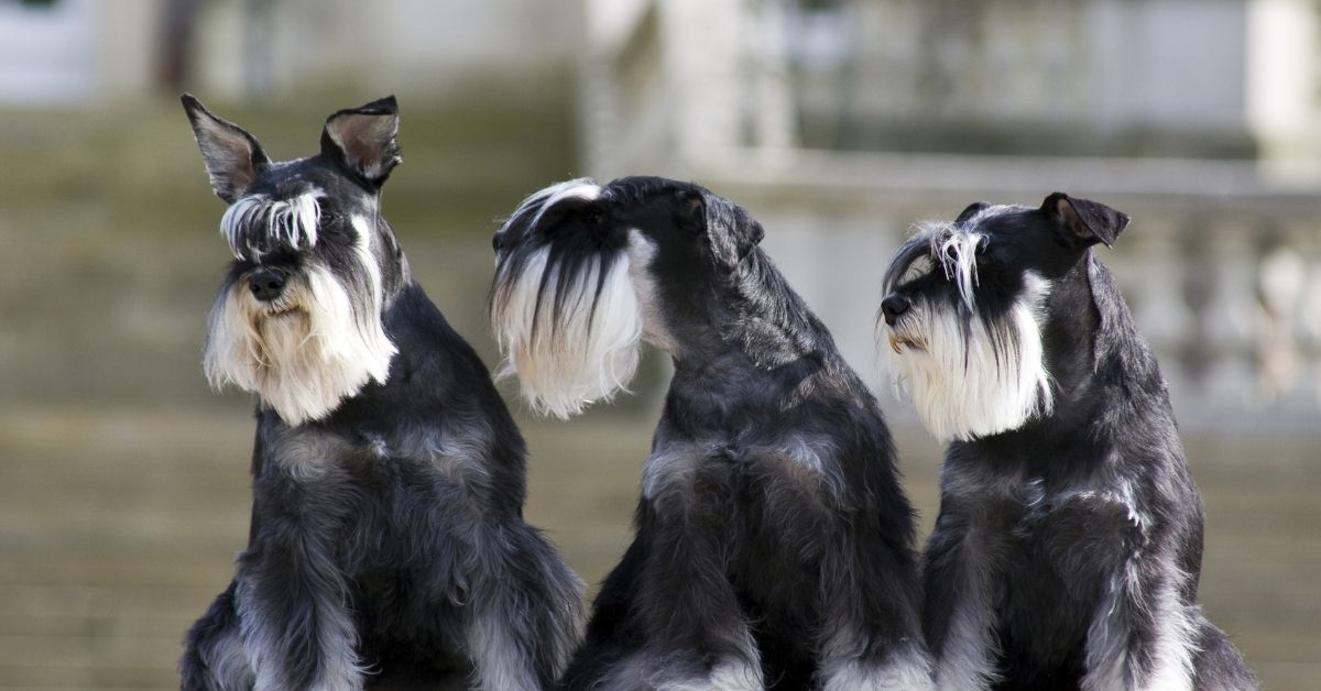 Cuccioli di Zwergschnauzer, sono fragili? Cosa sapere sul loro musino coperto di pelo