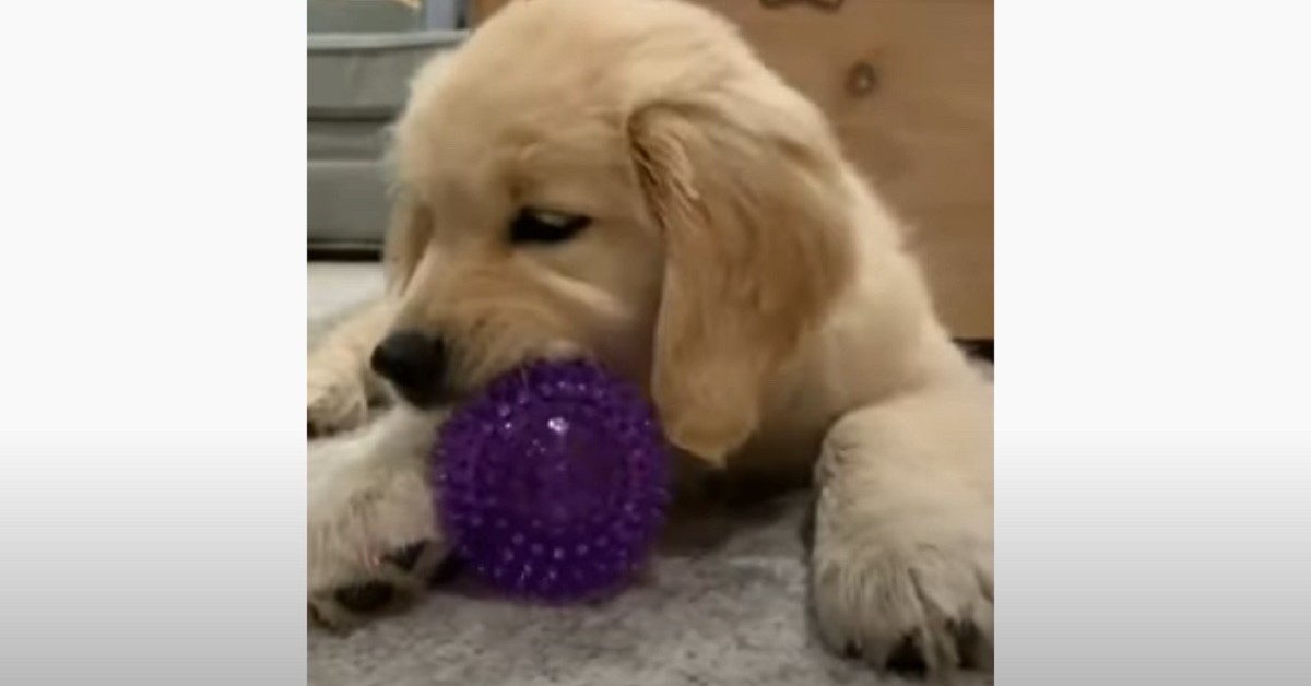 Cucciolo di Golden Retriever gioca con la pallina